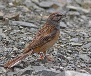 Хөмрөг (Годлевскийн хөмрөг)